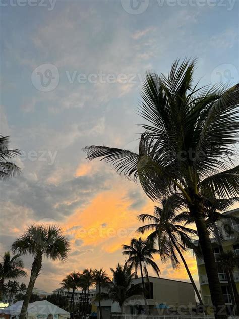 Beautiful coconut palm tree with amazing vivid sky at sunset 18147230 ...