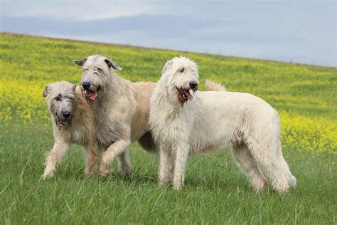 Dogs of the Emerald Isle: A Celebration of Irish Dog Breeds