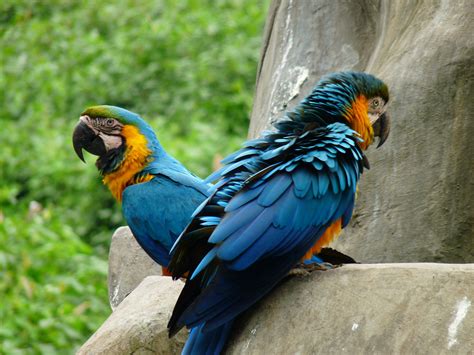 Free Images : bird, wing, animal, wildlife, zoo, beak, blue, fauna, lorikeet, macaw, vertebrate ...