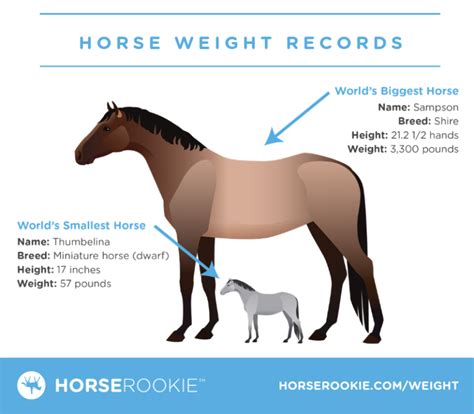 How much does a horse weigh? (Fun facts, calculator, FAQs)