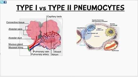 Biology Help: Pulmonary Alveoli - Cells of Alveoli - Type 1 - Type 2 ...