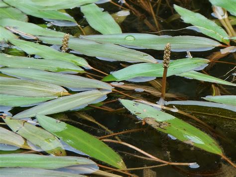 Potamogeton nodosus (Potamogetonaceae) image 100505 at PhytoImages.siu.edu