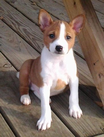 AKC Basenji Puppies for Sale in El Lago, Texas Classified ...