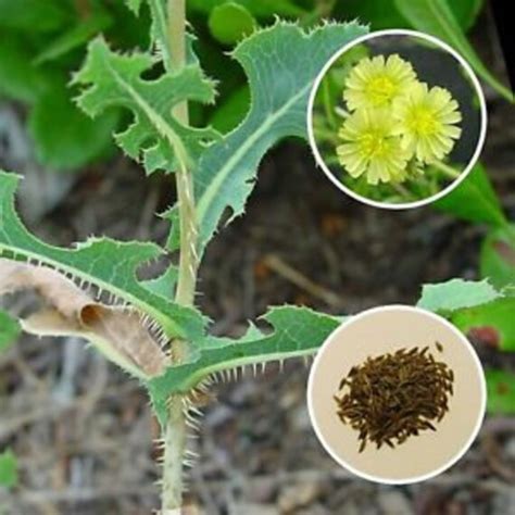 Lactuca serriola Prickly Lettuce 100 seeds | Etsy