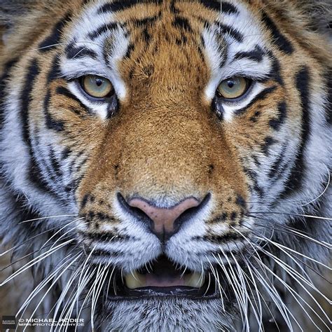 Tiger - Close Up by MRRphotography on 500px | Tiger, Big cats, Animals