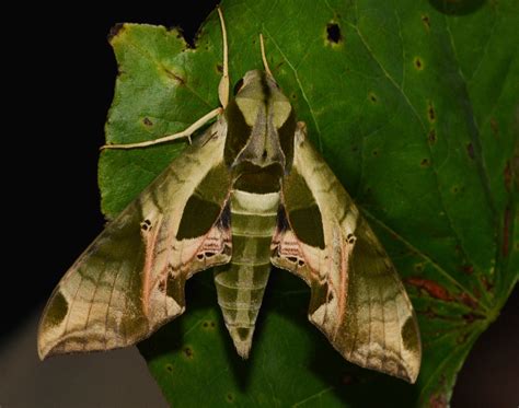 Pandorus sphinx - Florida Wildflower Foundation