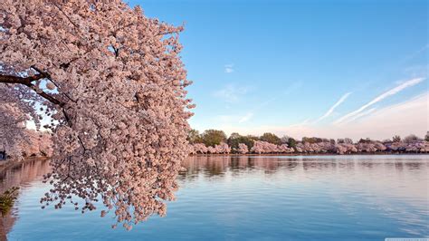 3840x2160 Washington DC Cherry Blossom 4K HD Desktop Wallpaper for 4K ...