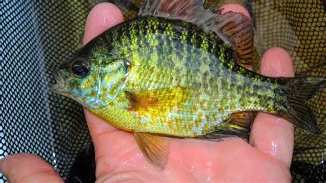 Everything You Need To Know About a Redear Sunfish