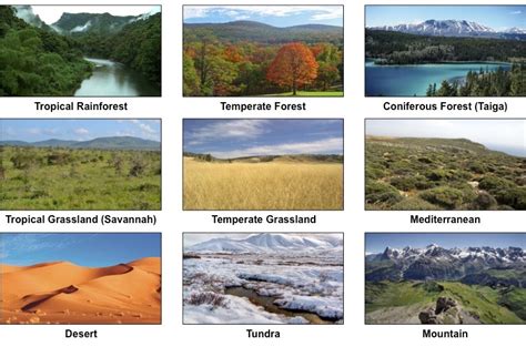 Types of Ecosystems | BioNinja