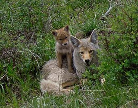 Tips for Successful Hunting Coyotes - Coyote Hunting