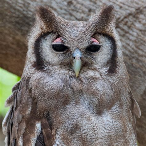 Verreaux's Eagle-owl | Cindy Goeddel Photography, LLC