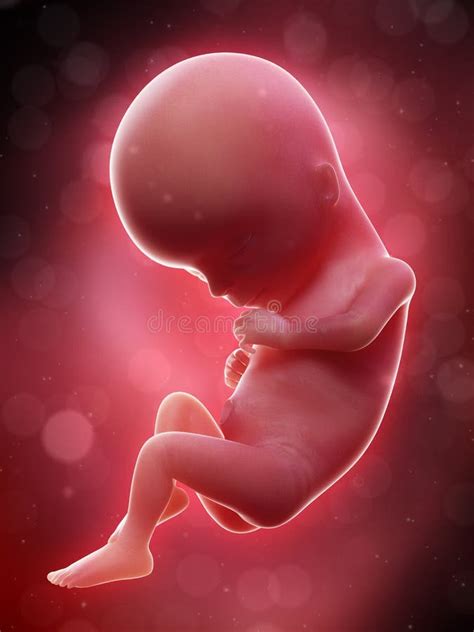 A human fetus - week 15 stock illustration. Illustration of fetus - 128910725