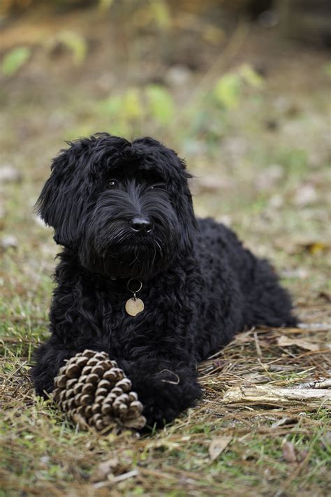 Labradoodle Pictures of Our Wonderful Dogs and Puppies - Spring Creek Labradoodles