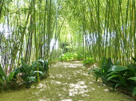 Bamboo Garden - La Mouissone Olive Grove & Gardens