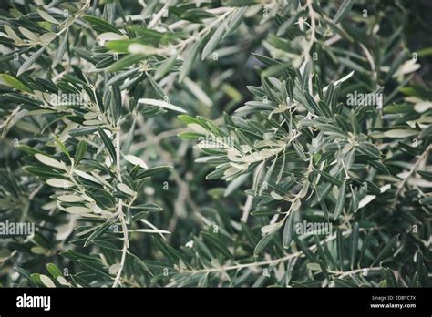 Image Of Olive Tree Background Stock Photo - Alamy