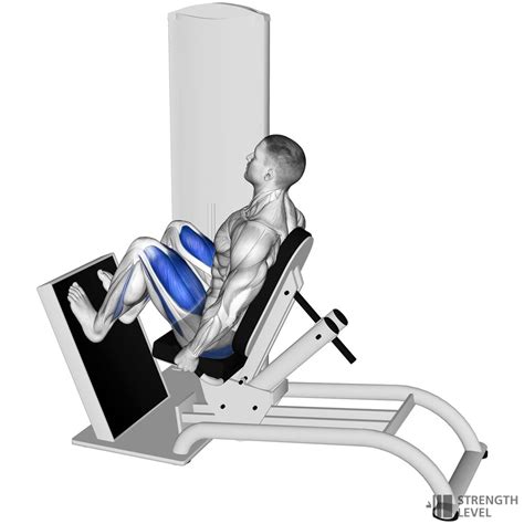 Horizontal Leg Press Standards for Men and Women (kg) - Strength Level