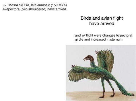 PPT - The Evolution of Birds & the Origin of Flight PowerPoint ...