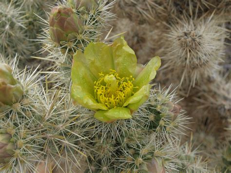 (Cactaceae) | Idaho Fish and Game