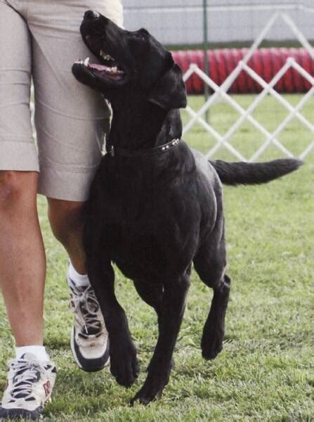 training - Dog jumps and bites when another dog is around - Pets Stack ...