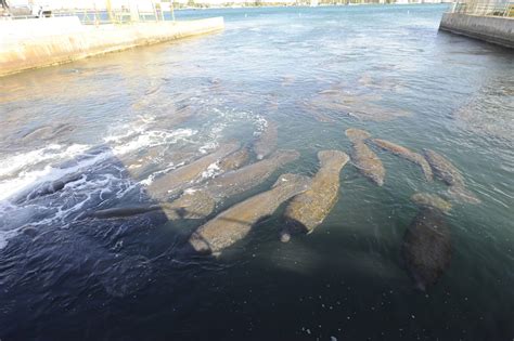 Manatee Cam - Manatee Lagoon