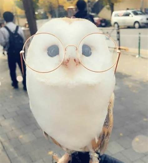 Aesthetic owl out to the shops : r/Superbowl