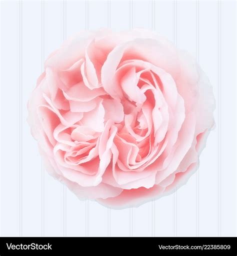 Pink rose Royalty Free Vector Image - VectorStock