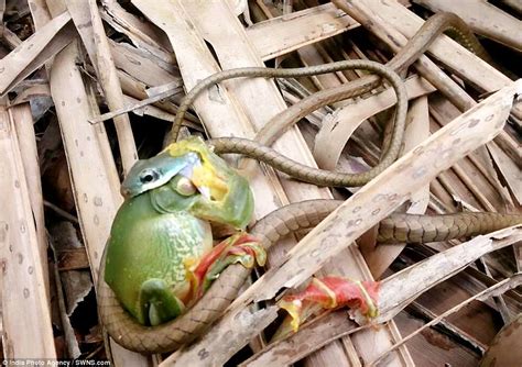 Tree snake manages to swallow entire frog in forests of Keral | Daily Mail Online