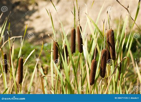 Swamp plants stock image. Image of plant, swamp, brown - 28471135