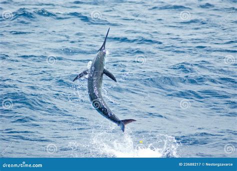 Blue Marlin jumping stock image. Image of fish, marlin - 23688217