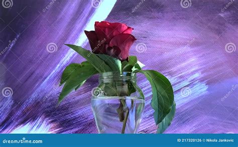 Rose in Vase Abainst Abstract Purple Background Stock Footage - Video of background, slow: 217320126