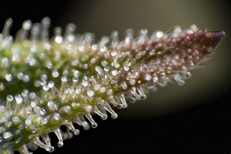 Development Stages Of Weed Trichomes