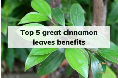 Top 5 great cinnamon leaves benefits - Nutrition value of cinnamon ...