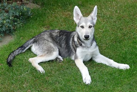 Timber Wolf German Shepherd Puppies