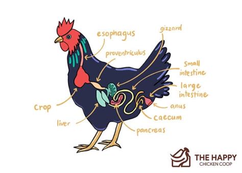 Understanding the Digestive System of a Chicken - The Happy Chicken Coop