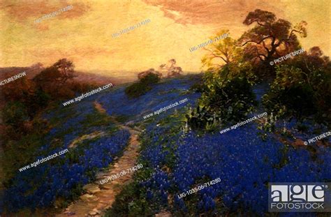 Bluebonnet Field, Stock Photo, Picture And Rights Managed Image. Pic ...