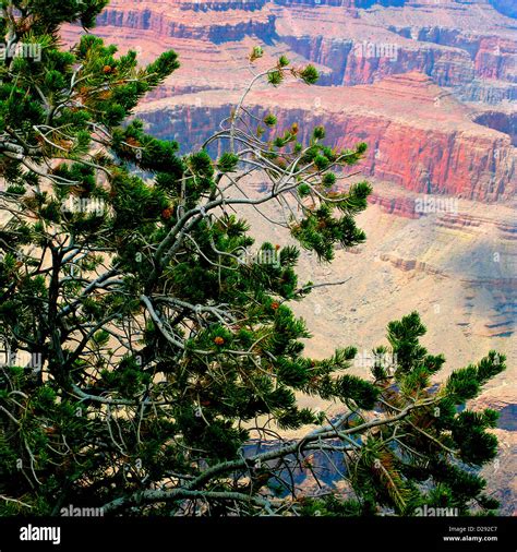 Pine Tree, Grand Canyon, Arizona Stock Photo - Alamy
