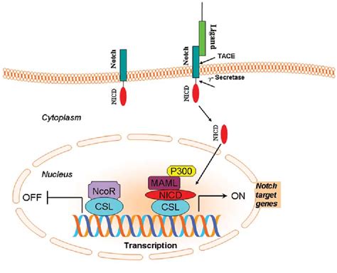 Targeting notch to eradicate pancreatic cancer stem cells for cancer therapy. | Semantic Scholar