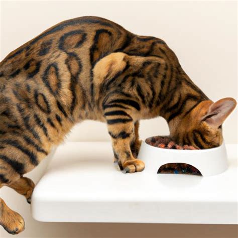 Bengal Cat Care: Providing Optimal Care for Your Feline Friend