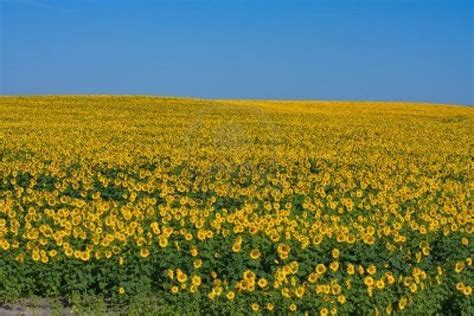 Sunflower field over blue sky in Ukraine by Oleg Doroshenko | Sunflower ...