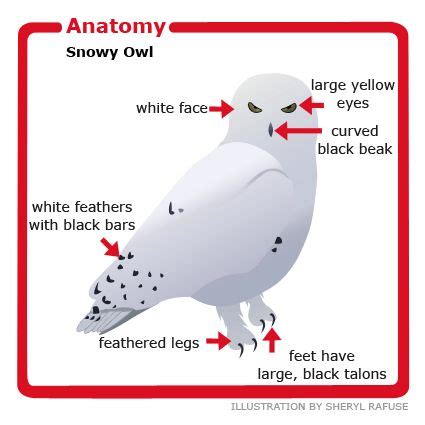 Anatomy of the Snowy owl | Owls | Pinterest