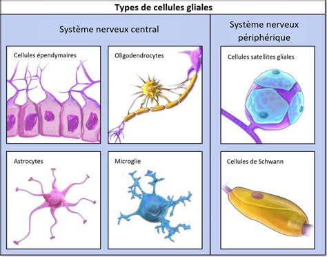 cellules-gliales - Pensée Artificielle