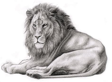 FREE 17+ Wonderful Lion Drawings in AI