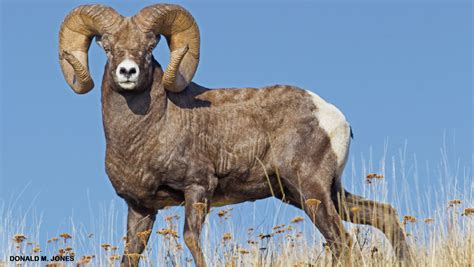 Bighorn Sheep - NWF | Ranger Rick