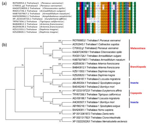 Marine Drugs | Free Full-Text | Chitin Synthesis and Degradation in Crustaceans: A Genomic View ...