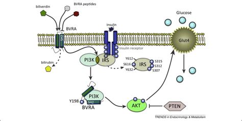 Biliverdin reductase isozymes in metabolism: Trends in Endocrinology & Metabolism