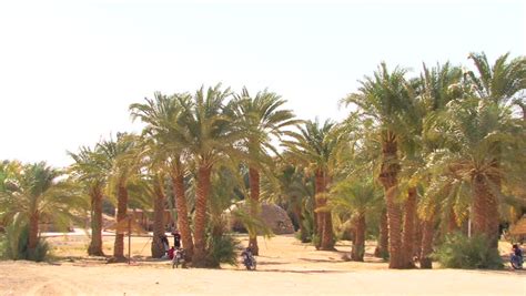 Oasis in Egypt Stock Footage Video (100% Royalty-free) 2641643 | Shutterstock