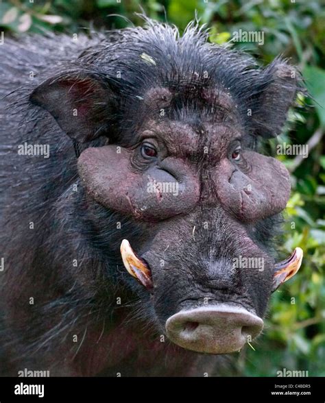 A rarely seen Giant Hog in the Salient of the Aberdare National Park Stock Photo: 37131673 - Alamy