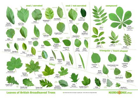 Tree Identification Chart