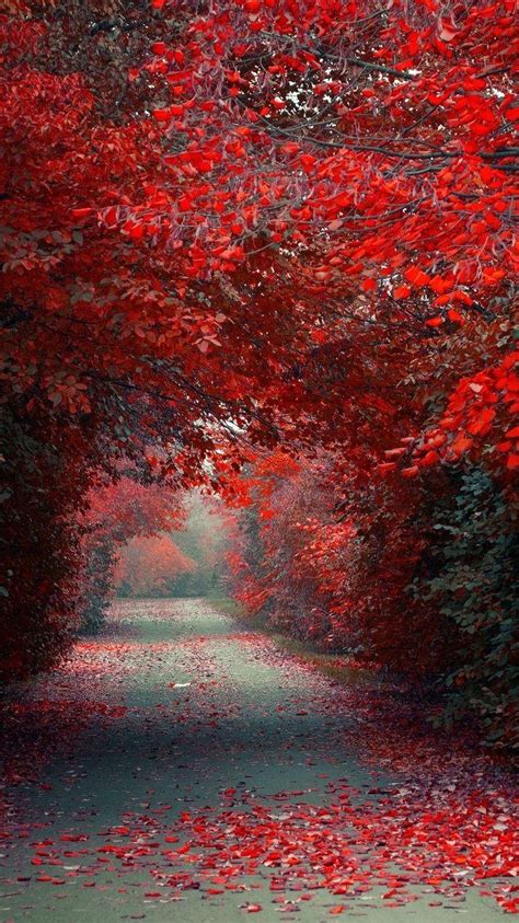 Red Leaf Fall Wallpapers - Wallpaper Cave