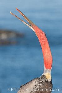 Brown Pelican Photo, Stock Photograph of a Brown Pelican, Pelecanus occidentalis, Pelecanus ...